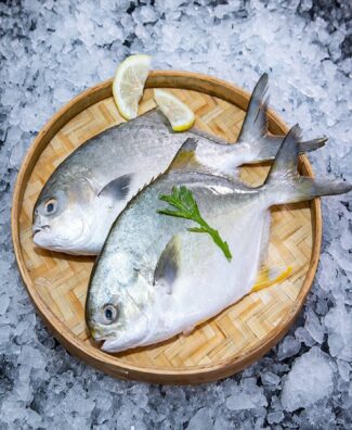 Golden Pompano series