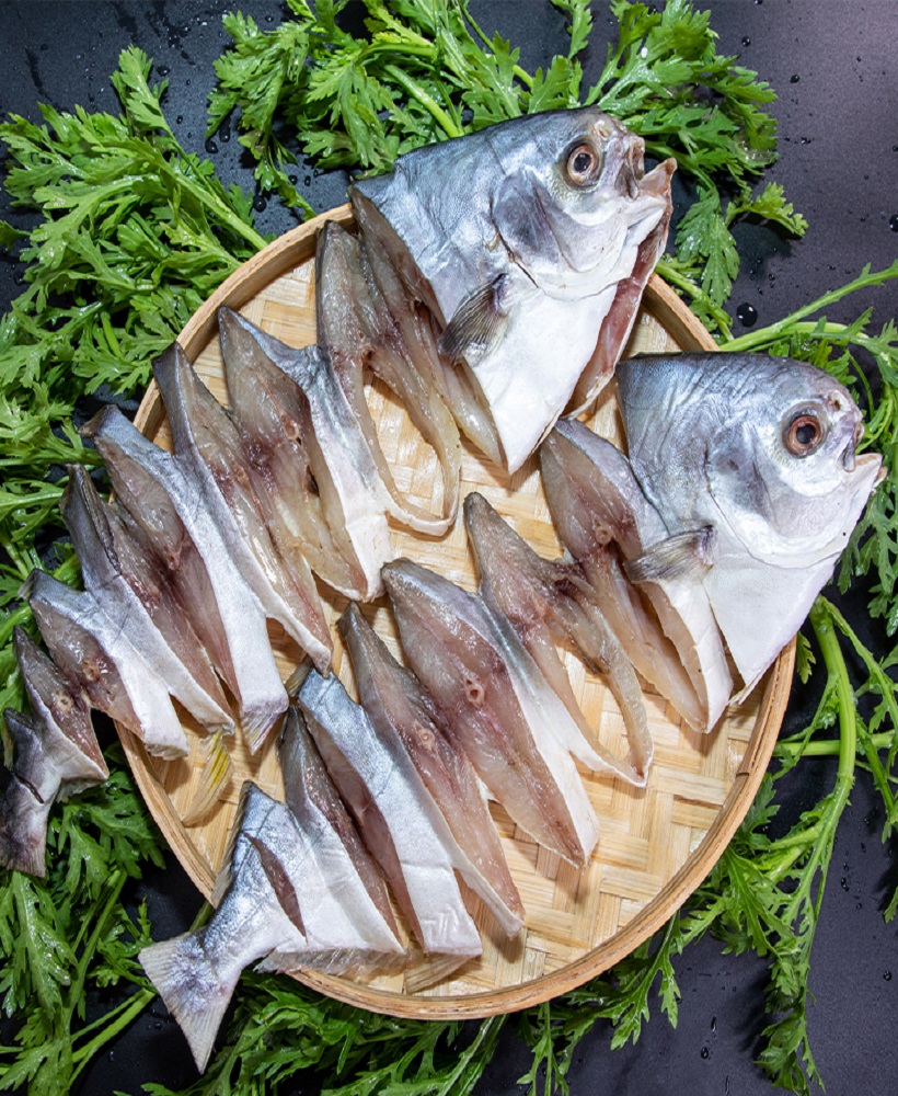 Golden Pompano series - Image 5
