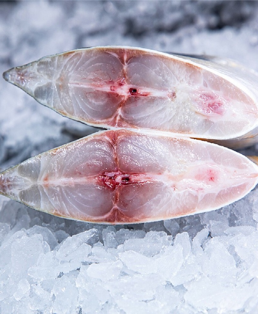Golden Pompano series - Image 6